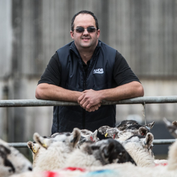 Photo of Farmer, Adrian Coombe, resting on a metal gate with sheep in foreground