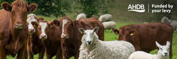 Close up of beef cows in a field