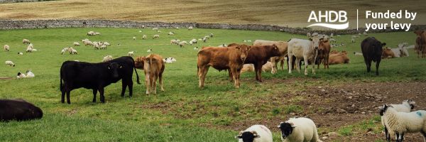 Cows in a field