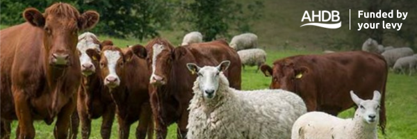 Cows in a field