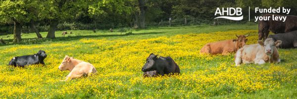 Cows in a field