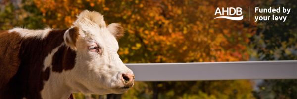Cows in a field