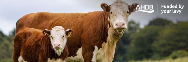 Cows in a field