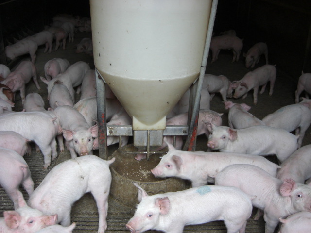 Weaner pigs at a feeder
