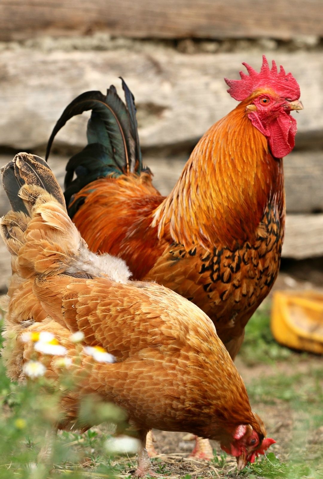 Outdoor chickens