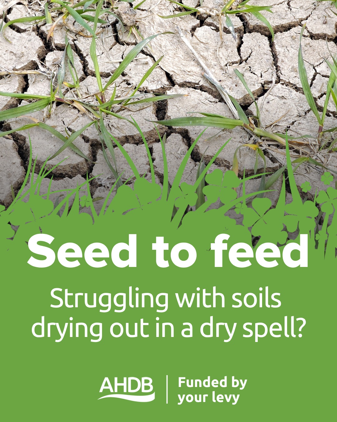 Seed to feed. Struggling with soils drying out in a dry spell?