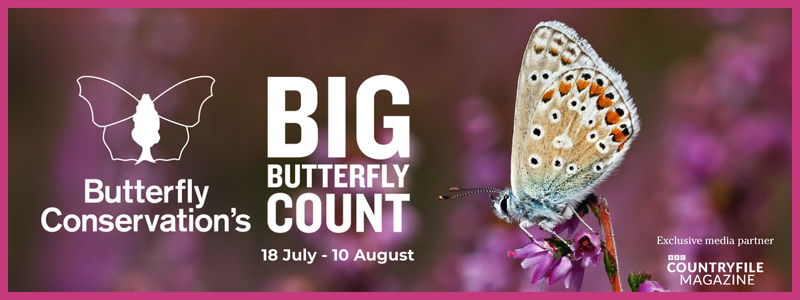 Big Butterfly Count