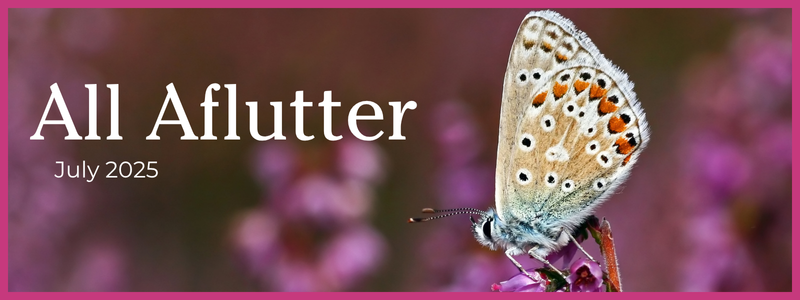 Common blue