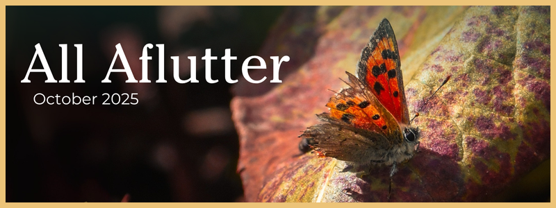 Small copper on a leaf