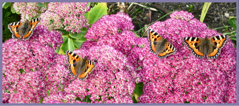 Tortoiseshell butterflies on sedum
