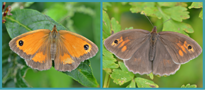 Gatekeeper and meadow brown