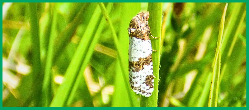 Dover Twist moth