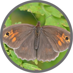 Meadow Brown