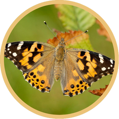 Painted Lady