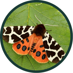 Garden Tiger