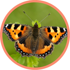 Small Tortoiseshell