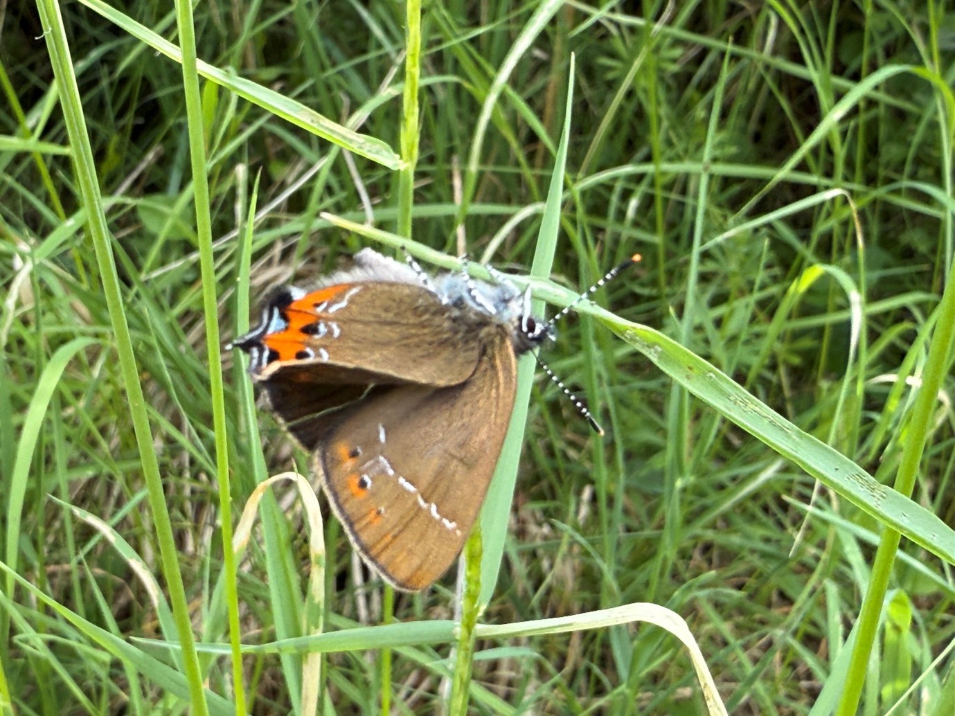 Black Hairstreak