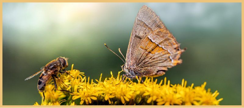 Big Insect Rescue Plan