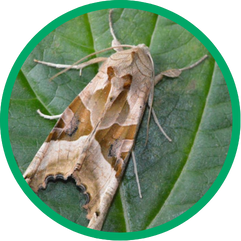 Angle shades moth
