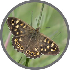 Speckled wood butterfly
