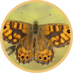 Wall butterfly
