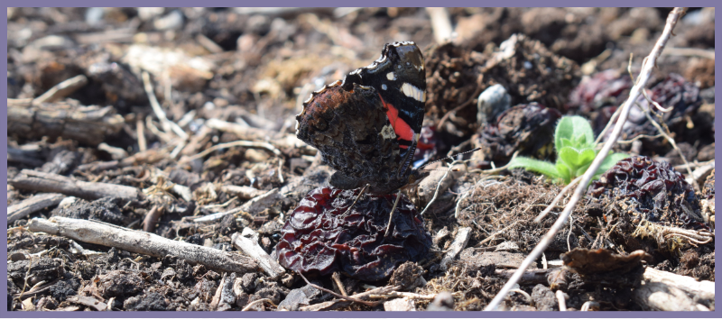Red Admiral on fallen plums