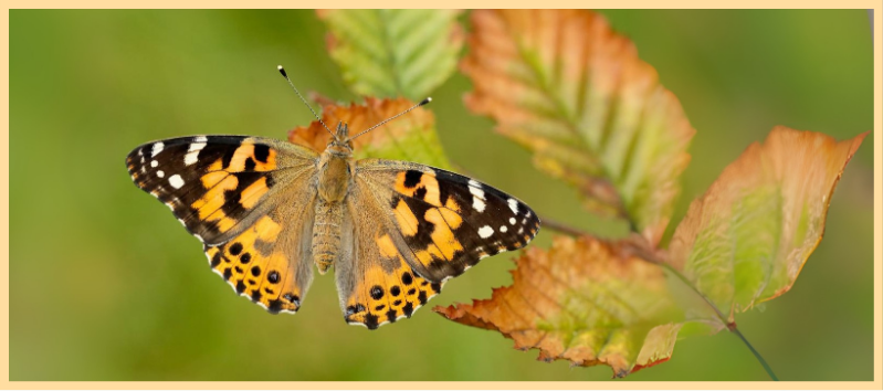 Painted lady on autumn leaves