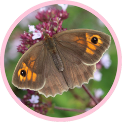 Meadow Brown