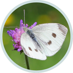 Small White