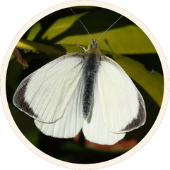 Large White