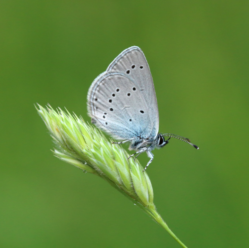 Small Blue