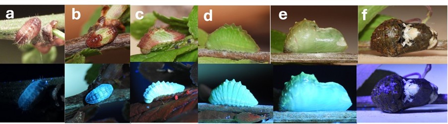 Black hairstreak larvae
