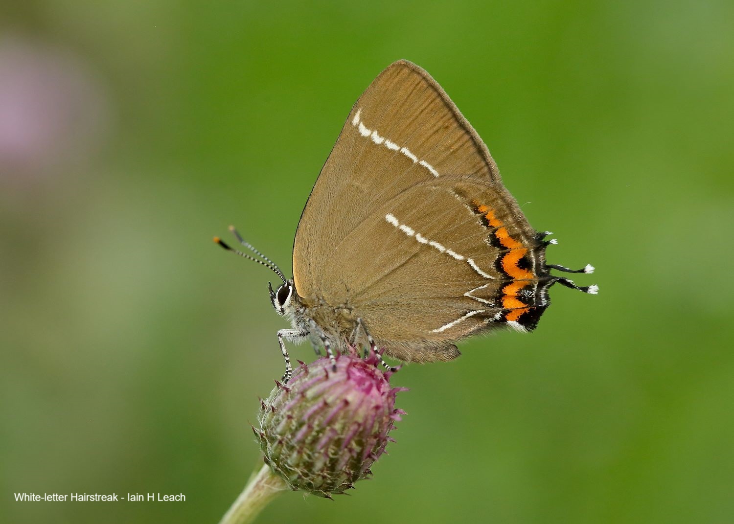 A White-letter Hairstreak on a flower