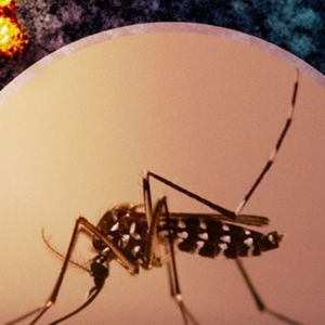 dengue-infectie
