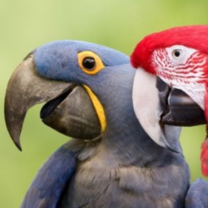 Zingende papegaaien gezocht