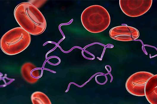 Image of Lyme disease proteins